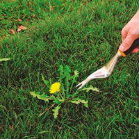 Weeding & Pruning Putney